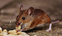 school-and-daycare-pest-control Experts in Ashley
